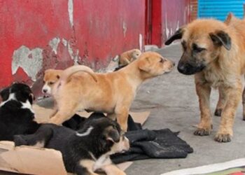 Proponen la creación del Instituto de Bienestar y Protección Animal en Ibagué