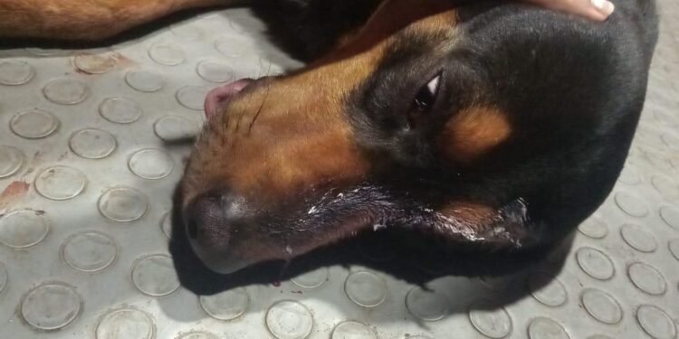 Autoridades en el Tolima preocupadas por recientes casos de maltrato animal en Fresno