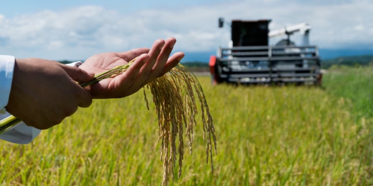 Gobernación del Tolima adelanta mesas técnicas para analizar y tomar medidas por crisis de los arroceros 