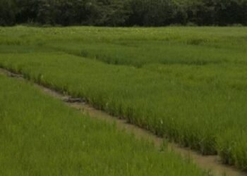 Arroceros en el Tolima no quedaron contentos con reunión con la viceministra de Agricultura