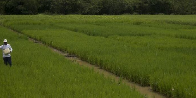 Arroceros en el Tolima no quedaron contentos con reunión con la viceministra de Agricultura