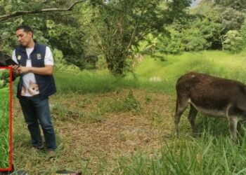 Burrita que fue atacada por perros en el barrio Arkamonica de Ibagué recibirá atención en el CAPA