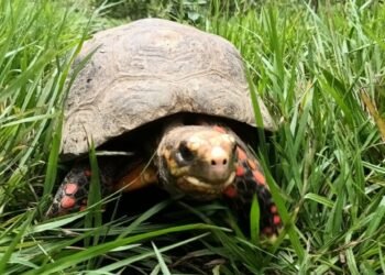 Autoridades ambientales devuelven cerca de 49 animales silvestres a su hábitat