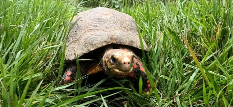 Autoridades ambientales devuelven cerca de 49 animales silvestres a su hábitat