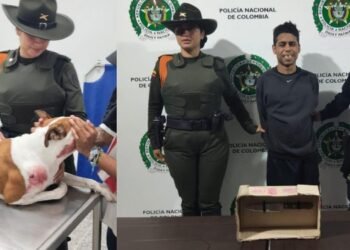 Capturado ‘Risitas’, sujeto señalado de agredir a ‘Max’, un Bulldog Francés en medio de un atraco