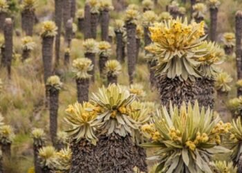 Cortolima lanza estrategia que busca proteger la zona de páramo en el norte del Tolima 
