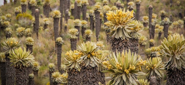 Cortolima lanza estrategia que busca proteger la zona de páramo en el norte del Tolima 
