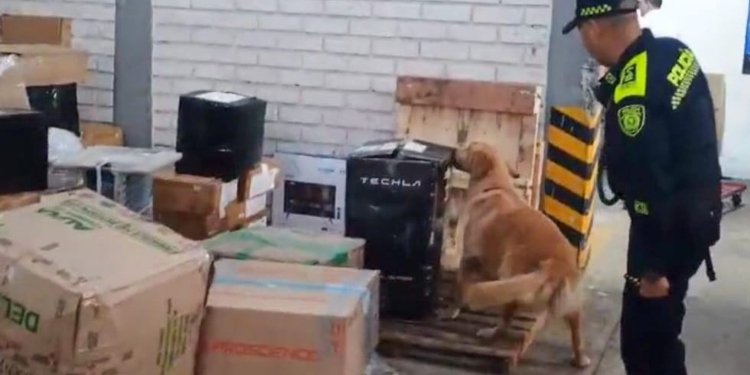 ‘Perla’ la canina que olfateó clorhidrato de cocaína en unos parlantes