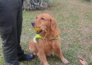 Perla, la canina que ha olfateado estupefacientes y logrado la captura de 25 personas