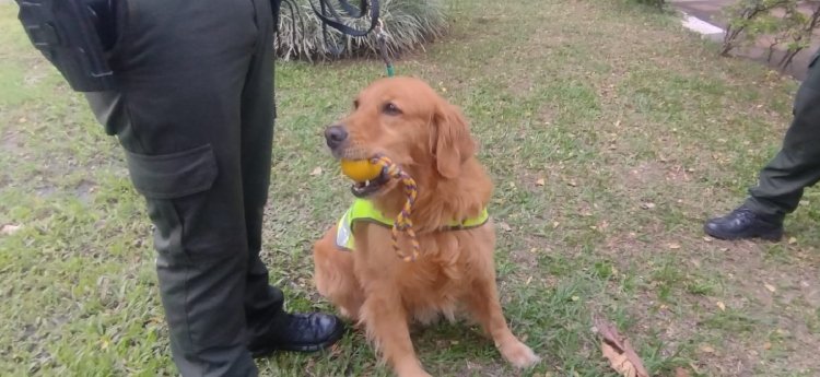 Perla, la canina que ha olfateado estupefacientes y logrado la captura de 25 personas