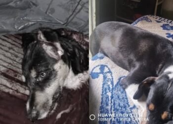 Un hombre aparentemente borracho, mató a machete a una perrita en Anzoátegui 