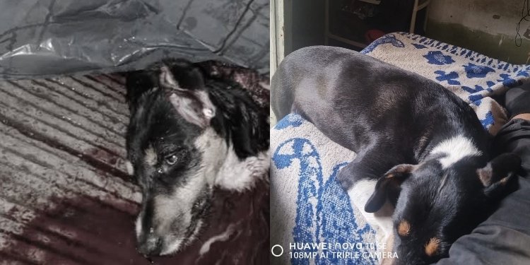 Un hombre aparentemente borracho, mató a machete a una perrita en Anzoátegui 