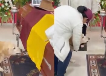Trágico adiós: Un perro llora la muerte de su dueño, un apasionado hincha del Deportes Tolima