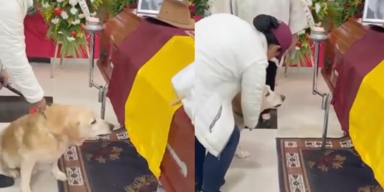 Trágico adiós: Un perro llora la muerte de su dueño, un apasionado hincha del Deportes Tolima