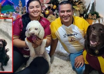 ‘Sansón’ el labrador que prestó su servicio a la Policía Nacional encontró un hogar