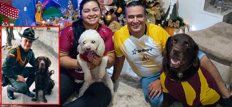 ‘Sansón’ el labrador que prestó su servicio a la Policía Nacional encontró un hogar