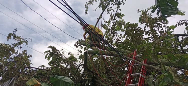 Árbol cayó sobre una vivienda en la Comuna Siete de Ibagué