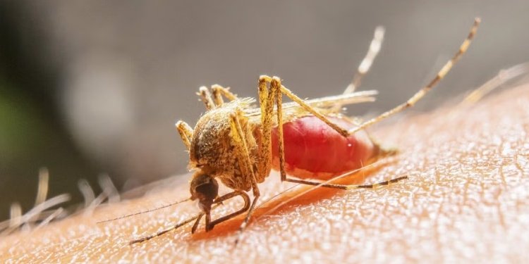 Se reporta caso de Fiebre Amarilla en el sur del Tolima por parte de las autoridades de salud 