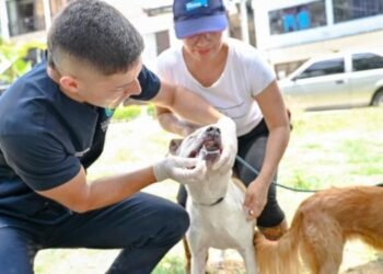 Este sábado 8 de marzo habrá una jornada de adopción de perros y gatos en el Dog Park de Macadamia