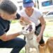 Este sábado 8 de marzo habrá una jornada de adopción de perros y gatos en el Dog Park de Macadamia