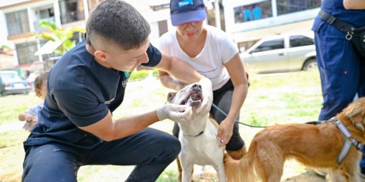 Este sábado 8 de marzo habrá una jornada de adopción de perros y gatos en el Dog Park de Macadamia