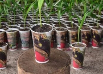 En Semana Santa a cuidar las palmas de cera en el Tolima 