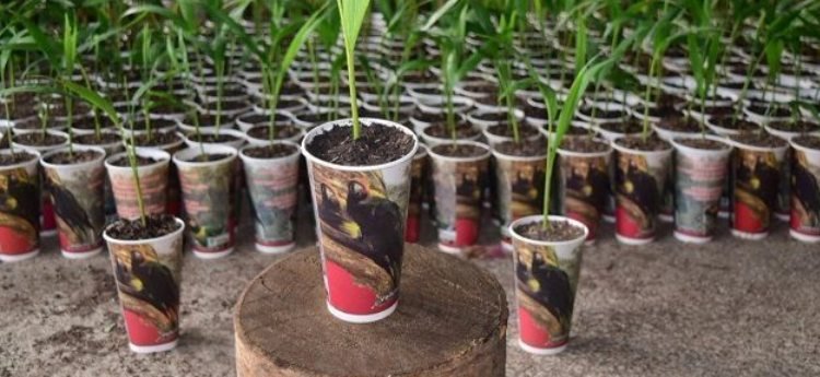 En Semana Santa a cuidar las palmas de cera en el Tolima 