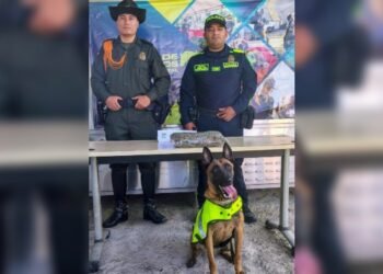 ’Sofy’ olfateó marihuana que era transportada en una encomienda en Ibagué