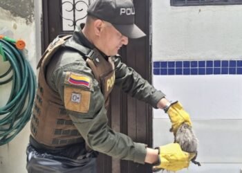 Policía Ambiental de Ibagué liberó 17 zarigüeyas, tres tortugas, una serpiente, un búho y un Yaguarandí