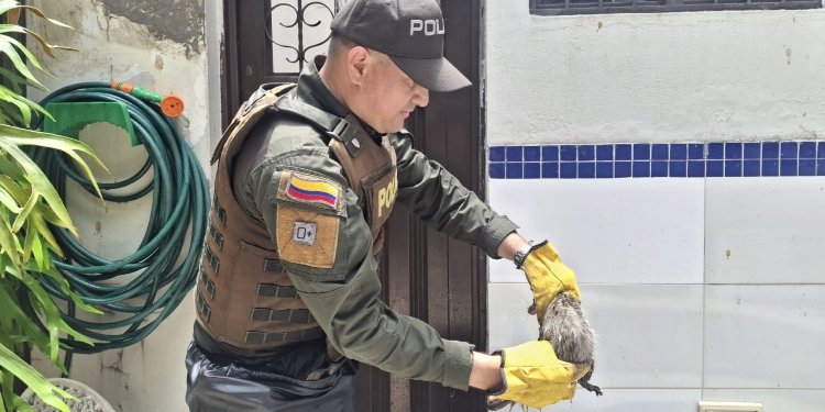 Policía Ambiental de Ibagué liberó 17 zarigüeyas, tres tortugas, una serpiente, un búho y un Yaguarandí
