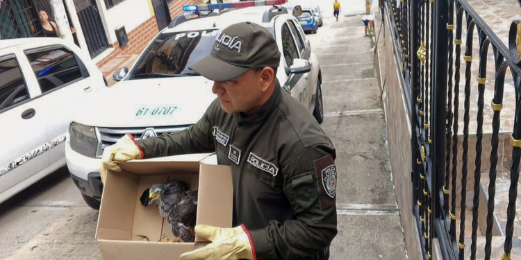 Cortolima brindó atención a Gavilán, que apareció herido en el patio de una vivienda en Ancón 