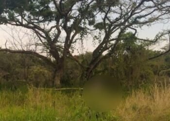 Hallaron a adulto mayor muerto en el árbol