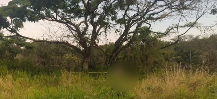 Hallaron a adulto mayor muerto en el árbol
