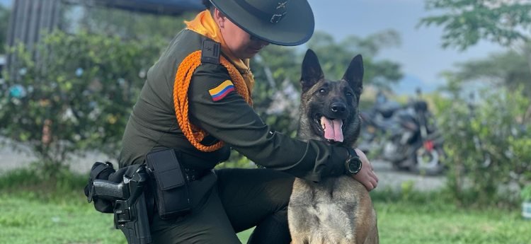 ‘Hestia’: La nueva integrante de la Policía del Tolima en la lucha contra el tráfico de Drogas