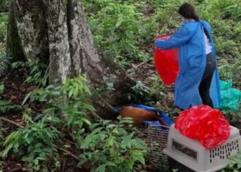Seis primates dieron positivo para fiebre amarilla en el Tolima