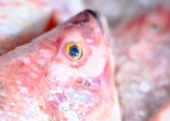 En esta Semana Santa siga estos consejos médicos y evite intoxicaciones