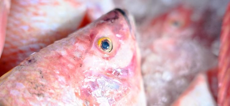 En esta Semana Santa siga estos consejos médicos y evite intoxicaciones