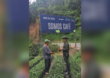 Autoridades garantizan la seguridad de 25 mil recolectores de café en temporada de cosecha en el Tolima 
