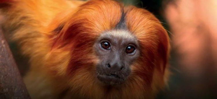 Contagios positivos en primates no humanos por fiebre amarilla alerta a las autoridades de salud en el Tolima