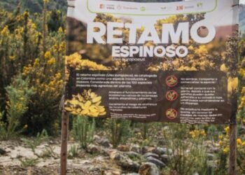 Entra en marcha estrategia para erradicar el retamo espinoso del Parque Natural de los Nevados
