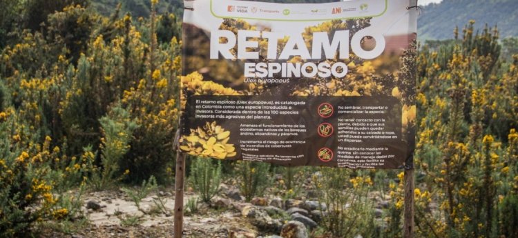 Entra en marcha estrategia para erradicar el retamo espinoso del Parque Natural de los Nevados