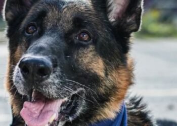 ’Kaiser’ el canino bombero que se despide de sus labores