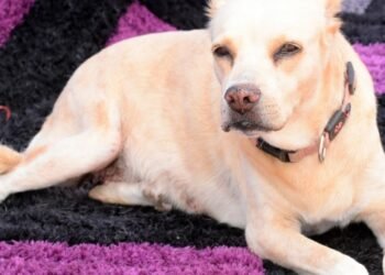 Este viernes 13 de junio es el último plazo para inscribir a los ‘peluditos’ para el desfile