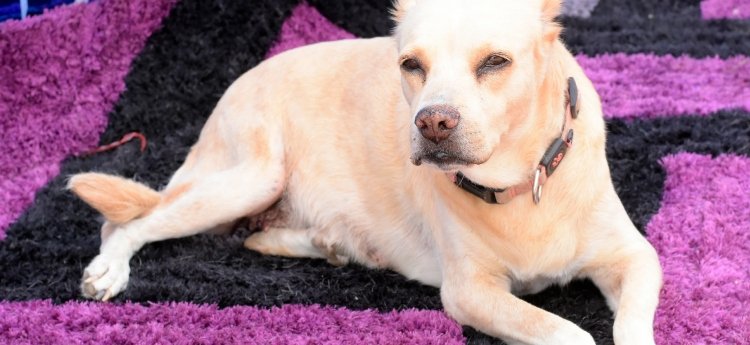 Este viernes 13 de junio es el último plazo para inscribir a los ‘peluditos’ para el desfile