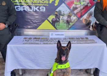 Canino ‘Rex’ detectó 300 cigarrillos de marihuana camuflada, lista para distribuir