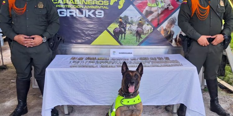 Canino ‘Rex’ detectó 300 cigarrillos de marihuana camuflada, lista para distribuir