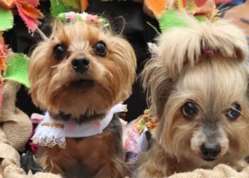 Mascotas llenaron de alegría y color el cuarto Desfile Sampedrino de Perros y Gatos en Ibagué