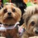 Mascotas llenaron de alegría y color el cuarto Desfile Sampedrino de Perros y Gatos en Ibagué