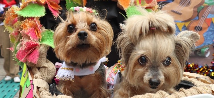 Mascotas llenaron de alegría y color el cuarto Desfile Sampedrino de Perros y Gatos en Ibagué