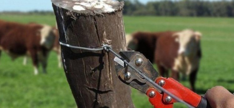 Capturaron a tres personas señaladas de participar en casos de abigeato en Piedras y Alvarado